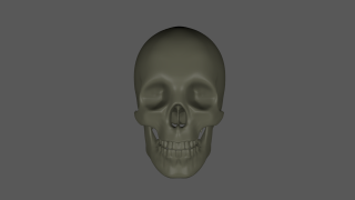 Human skull 3d model